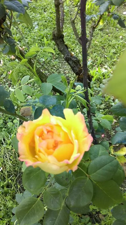 Agriturismo Dominus Domenico Cortona 0*,  Italy