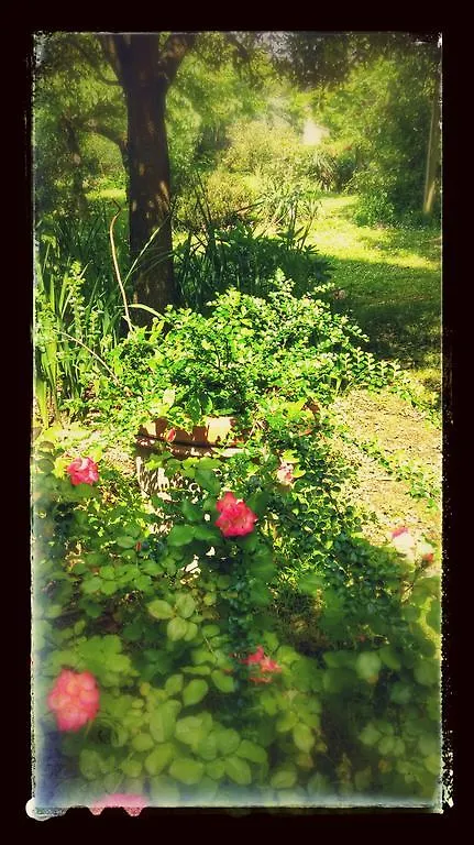 Agriturismo Dominus Domenico Cortona