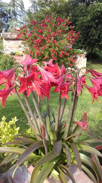 Agriturismo Dominus Domenico Cortona Italy